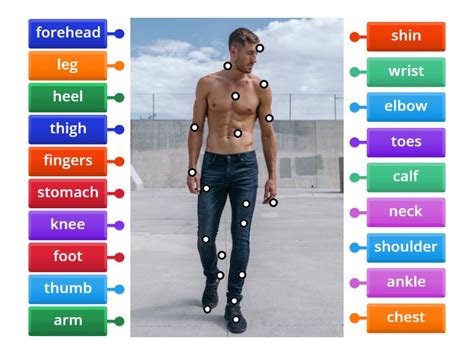 Human body - Labelled diagram