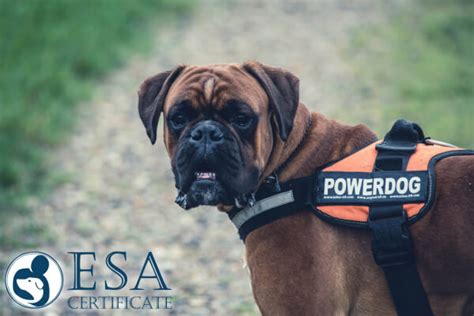 The 10 Best Service Dog Breeds Esa Certificate