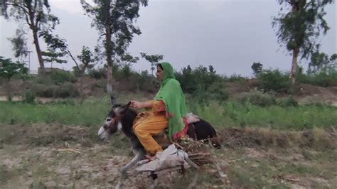 Desi Kuri Gadhy Ki Sawari Ka Bht Maza Ata Hy Donkey Rider Lady Youtube