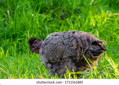 Naked Neck Hen Images Stock Photos Vectors Shutterstock