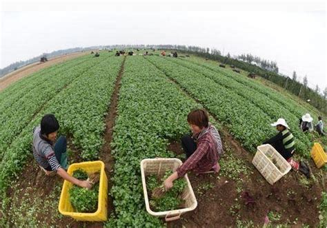 這作物，種植成本低，市場40一斤，供不應求，種一畝能賺上萬元 每日頭條