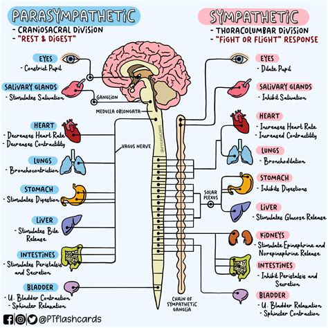 Parasympathetic Vs Sympathetic