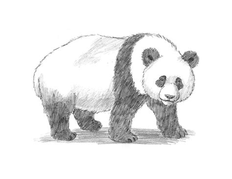 Panda Sketch Step By Step At Paintingvalley Explore Collection Of