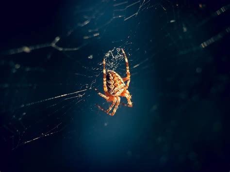 Premium Photo | Spider on the web. Macro photography