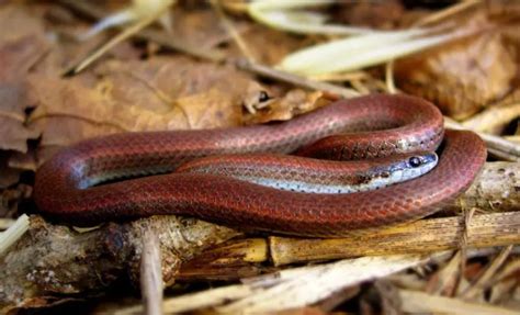 22 Black and Red Snake Species (Pictures and Identification)