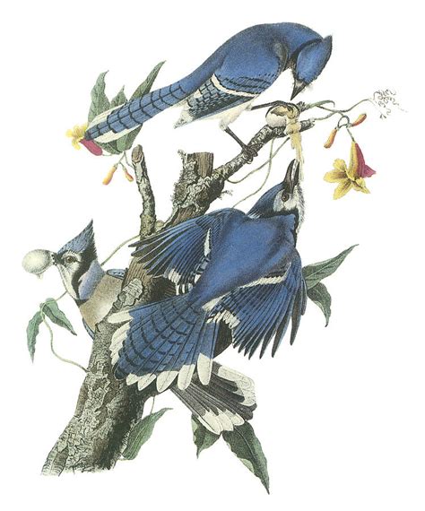 Blue Jay Painting by John James Audubon