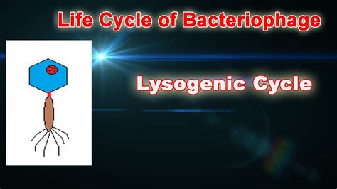 Lysogenic Cycle Life Cycle Of Bacteriophage Biology Lecture Youtube