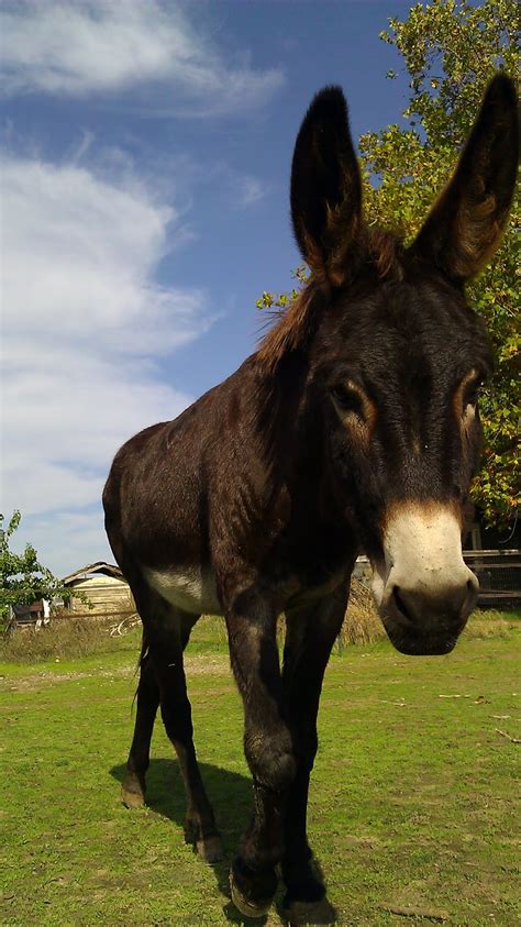 Daisy the Donkey: Daisy