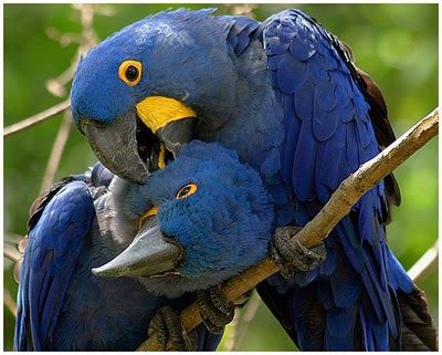 Cultura Guaraní: El Guacamayo Azul