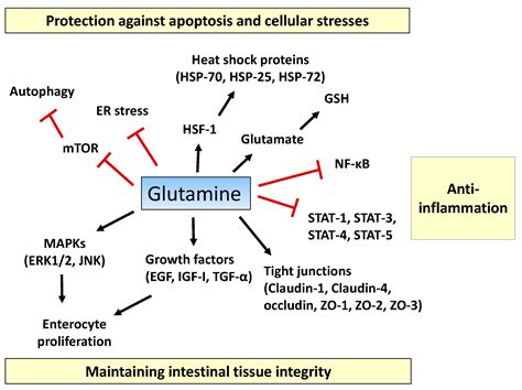 Ijms Free Full Text The Roles Of Glutamine In The Intestine And Its