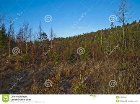 Landscape Norwegian Forests Stock Photo - Image of countryside ...