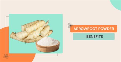 Arrowroot Powder Benefits: What You Need To Know - Fitelo