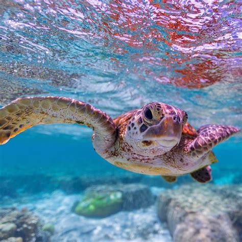 Sea Turtle Sea Turtle Pictures Beautiful Sea Creatures Sea Turtles