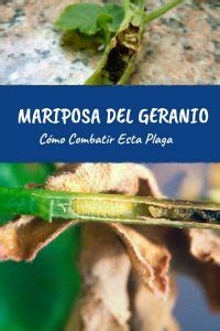 Mariposa Del Geranio O Taladro Del Geranio C Mo Combatirla