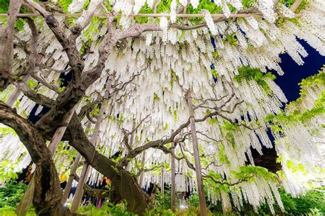 Wisteria light up at ashikaga flower park – Artofit