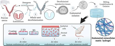 Endometrial Cells