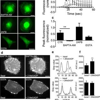 Cultured Astrocytes Express P2Y1 Receptors A P2Y1 Receptor Expression