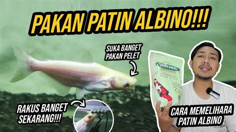 Cara Memelihara Ikan Patin Albino Apa Pakannya Youtube