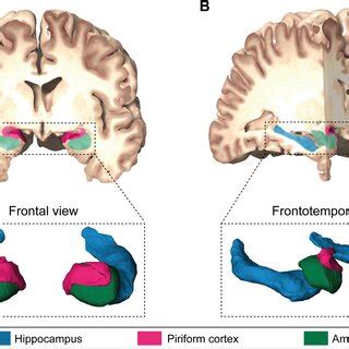 Illustration Of The Association Between Piriform Cortex Amygdala And