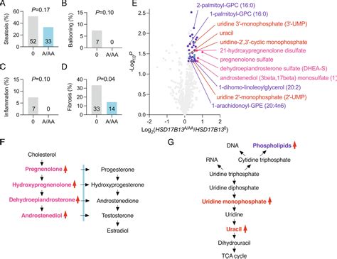 Inhibition Of Hsd B Protects Against Liver Fibrosis By Inhibition Of