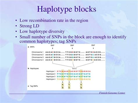 PPT - G enotyping & Haplotyping PowerPoint Presentation, free download ... 