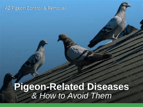 Pigeon-Related Diseases & How to Avoid Them - AZ Pigeon Control & Removal