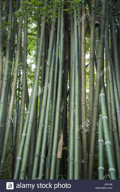 LAOS LUANG PRABANG PHU SI HILL BAMBOO Stock Photo - Alamy