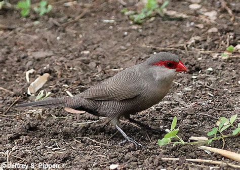 Tahiti Birds