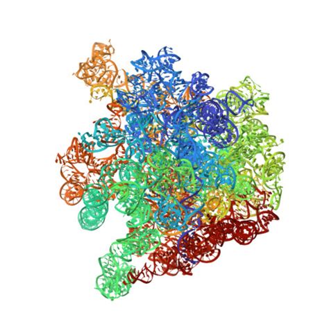 Rcsb Pdb Fxc The Cryo Em Structure Of Hibernating S Ribosome