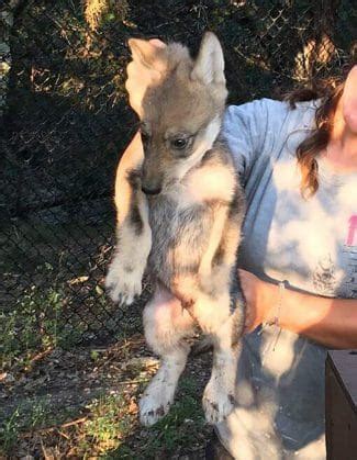 Fossil Rim proud to announce Mexican wolf pups - Fossil Rim Wildlife Center