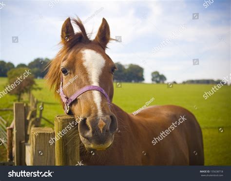 Healthy Horse Staring Directly Camera Sharp Stock Photo 155638718