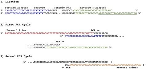 Adapter Design Pcr Amplification Of Fragments 1 The Ligation Product