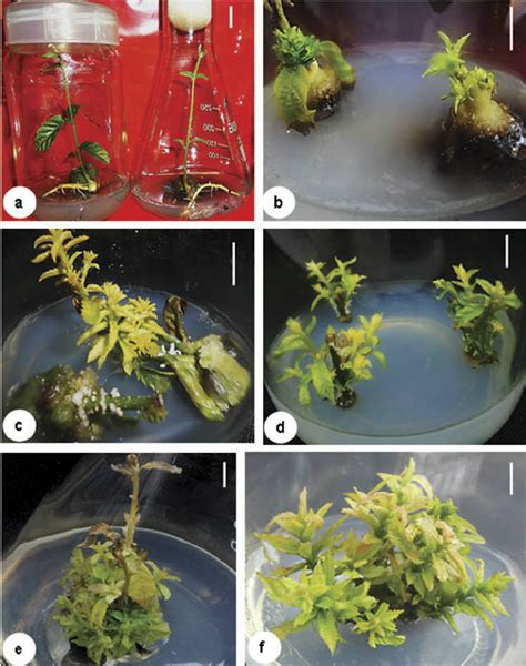 Shoot Multiplication Response In Q Serrata Through Nodal Explants