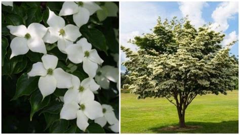 20 USDA Zone 7 Trees (For Full-Sun and Shady Spots)