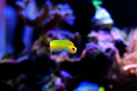 Pez Amarillo Midas Blenny En Tanque De Acuario De Arrecife De Coral