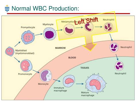 PPT - Pathology of WBC Disorders PowerPoint Presentation, free download ...