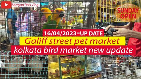 Kolkata Galiff Street Pet Market Youtube