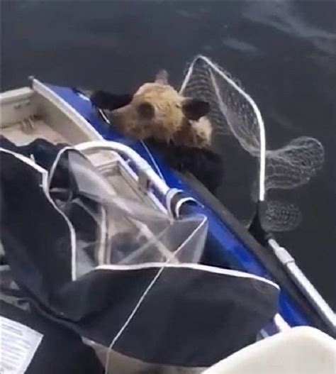 Check out the shocking things this mother bear does while fishermen