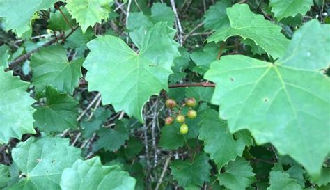 Wild Grape Of Florida American Vineyard Magazine