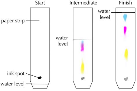 Chromatography Key Stage Wiki