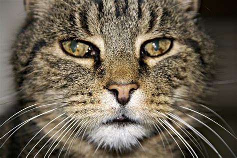 Cat Face Img2537 Close Up Of A Male Tabby Cats Face He Flickr