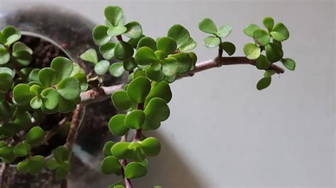 How To Care For A Jade Plant Expert Tips To Make This Lucky Plant