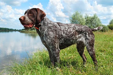 German Wirehaired Pointer - Facts and Beyond | Biology Dictionary