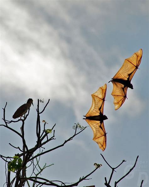 Palawan, Fruit Bats Palawan Philippines | Fruit bat, Palawan, Beautiful ...