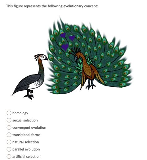 Solved This Figure Represents The Following Evolutionary Concept Homology Sexual Selection