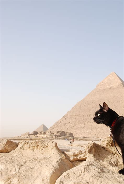 Egyptian Mau Ancient Egyptian Art Cat Aesthetic Aesthetic Images