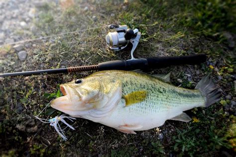 What You Need To Know When Cooking Largemouth Bass Tasteful Space