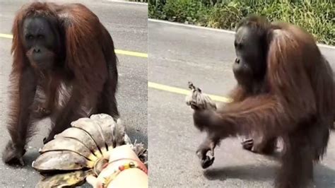 Orang Utan Turun Ke Jalan Di Duga Karena Kelaparan Cerita Sangattaku