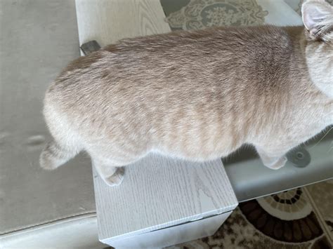 how to tell if my cat is pregnant 1