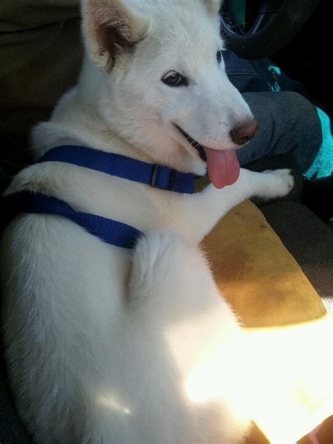 Siberian pure white husky | Husky, White husky, Siberian husky